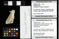 Foto (Objekt + Etiketten) von Cracensigillatus acutirostris (Moericke, 1889) 